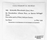 Kabatiella phoradendri image